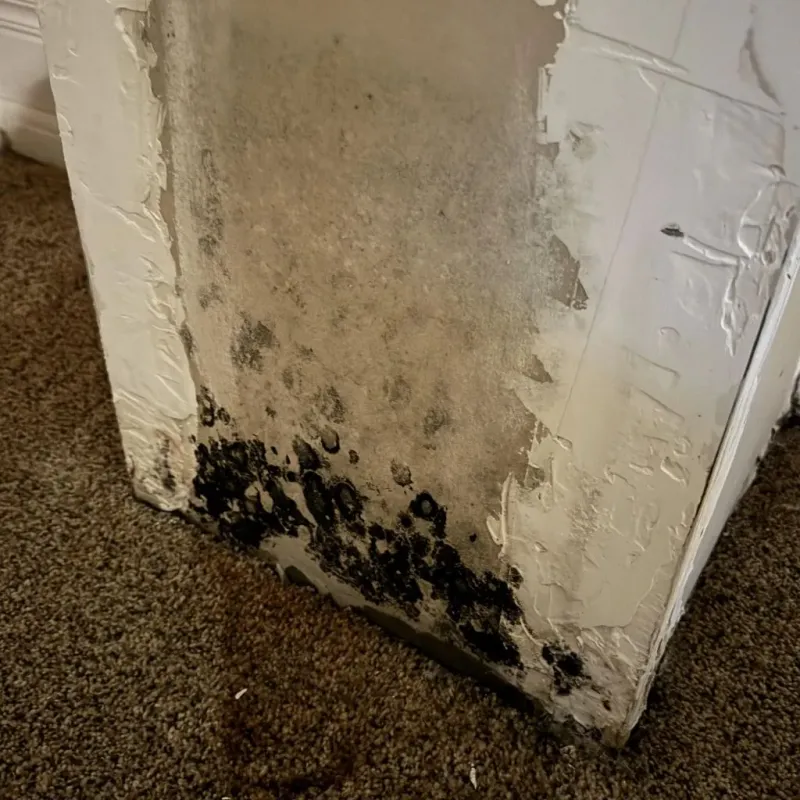 Professional Mold Removal in Broken Arrow, OK
